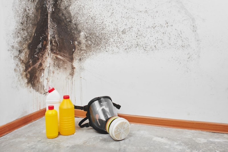 ALL US Mold Removal