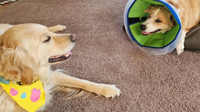 Animal Eye Vet - Marcella Ashton