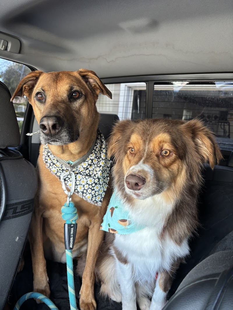 Buds N Suds Grooming
