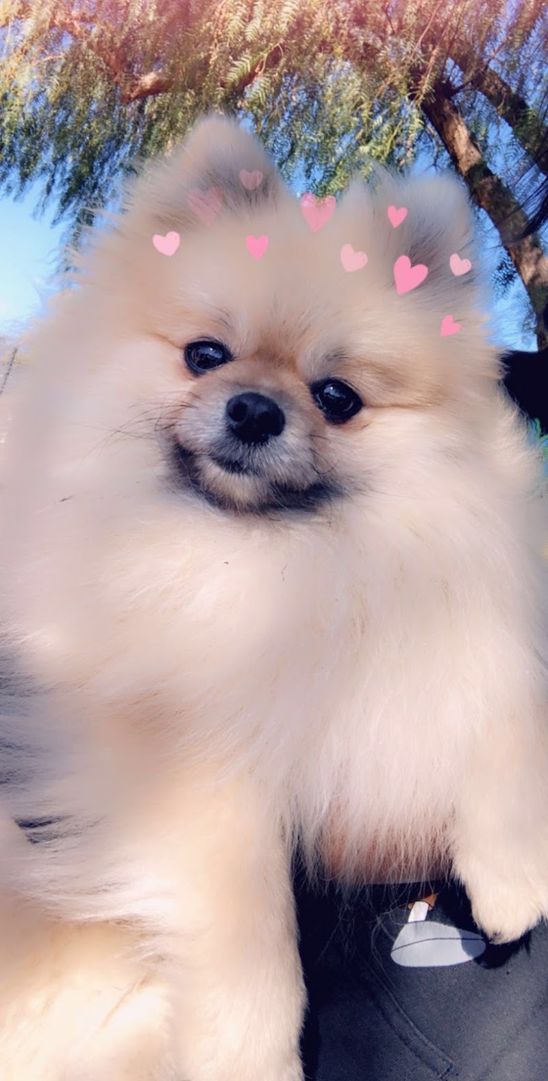 Dirty Paws Grooming Spa