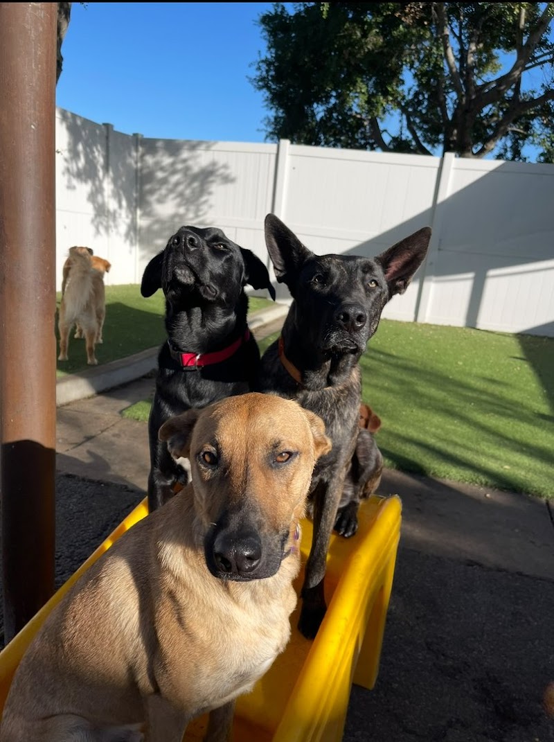 Dogtopia of Temecula