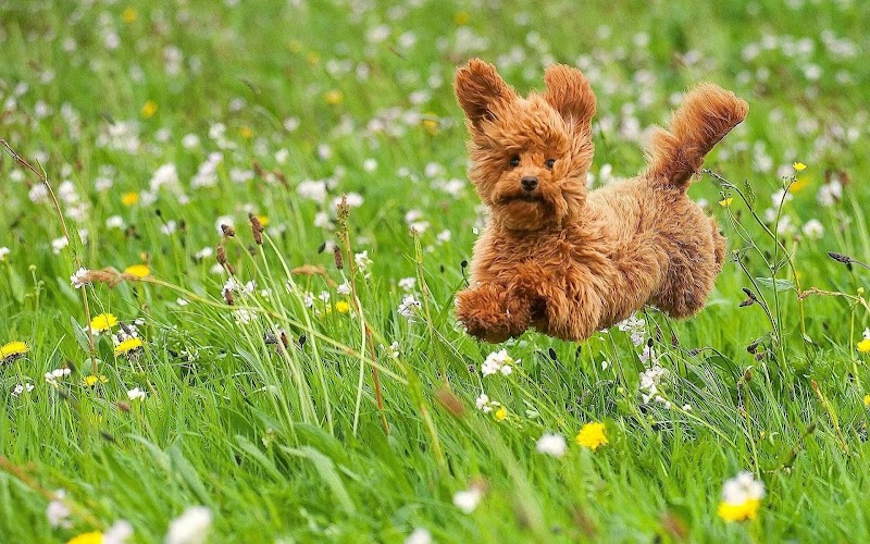 Great Oak Kennels Luxury Dog Boarding