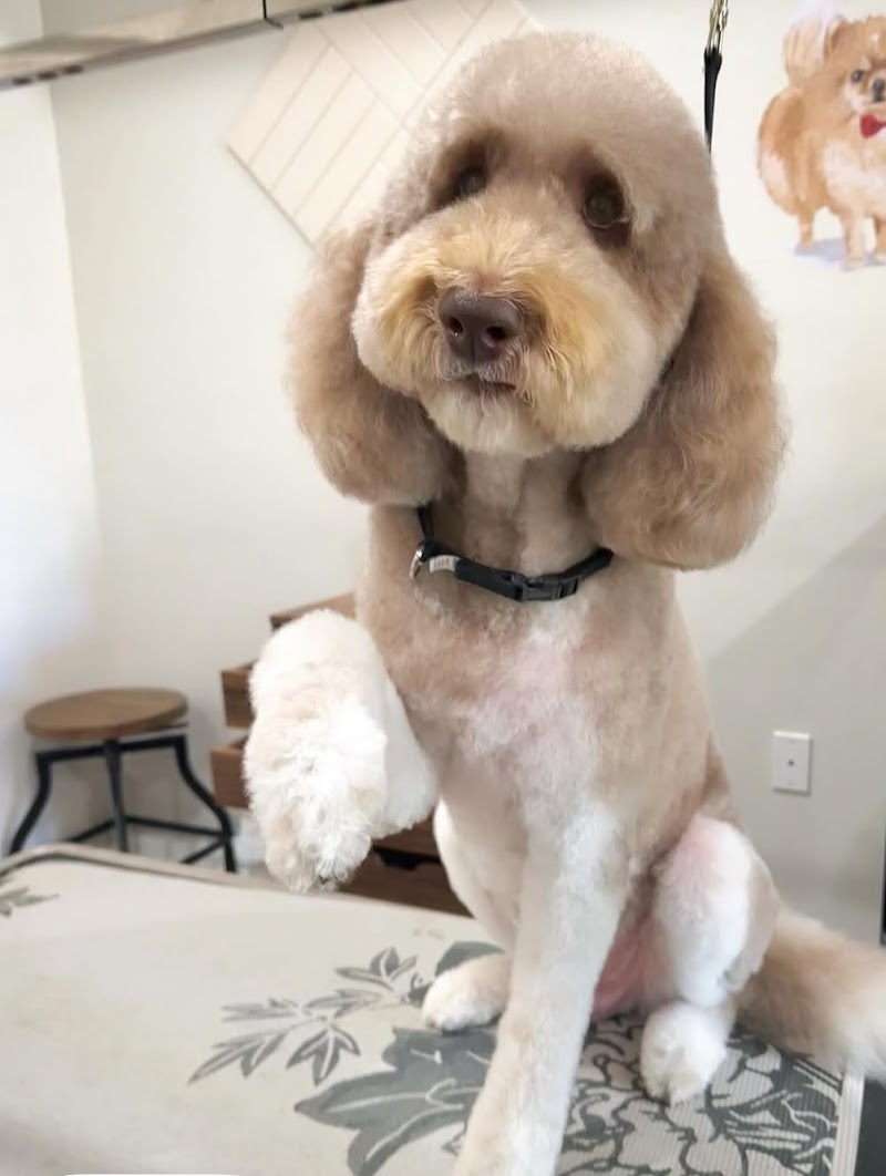 Happy Hounds Grooming (Cassidys Custom Pet Services)