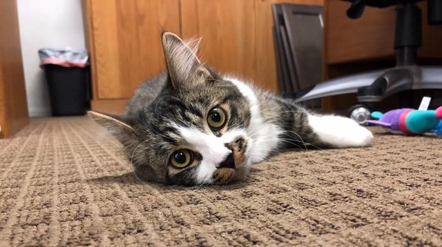 Mountainview Small Animal Hospital