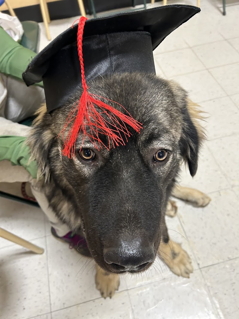 PetSmart Dog Training